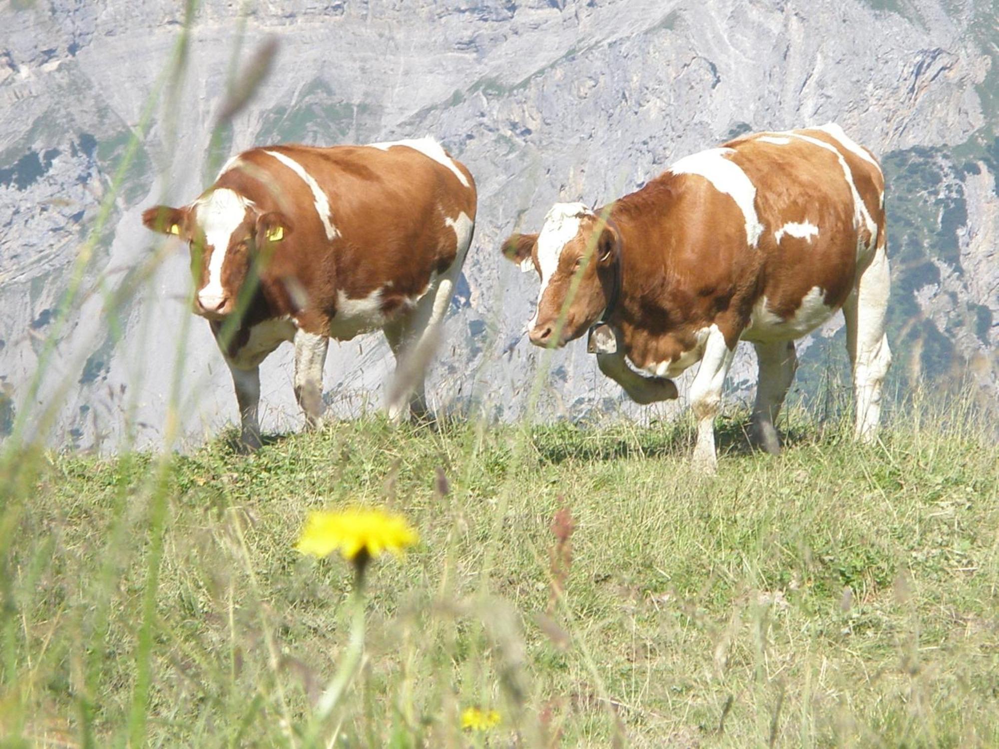 Hotel Gasthof Jaeger Zillertal Schlitters Ngoại thất bức ảnh